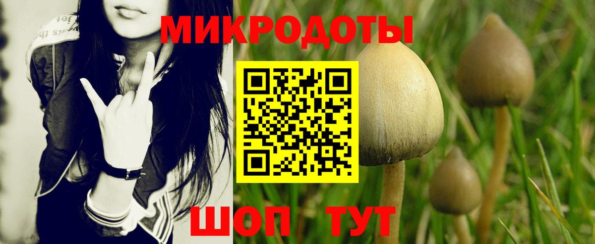 Псилоцибиновые грибы Psilocybe Алексеевка
